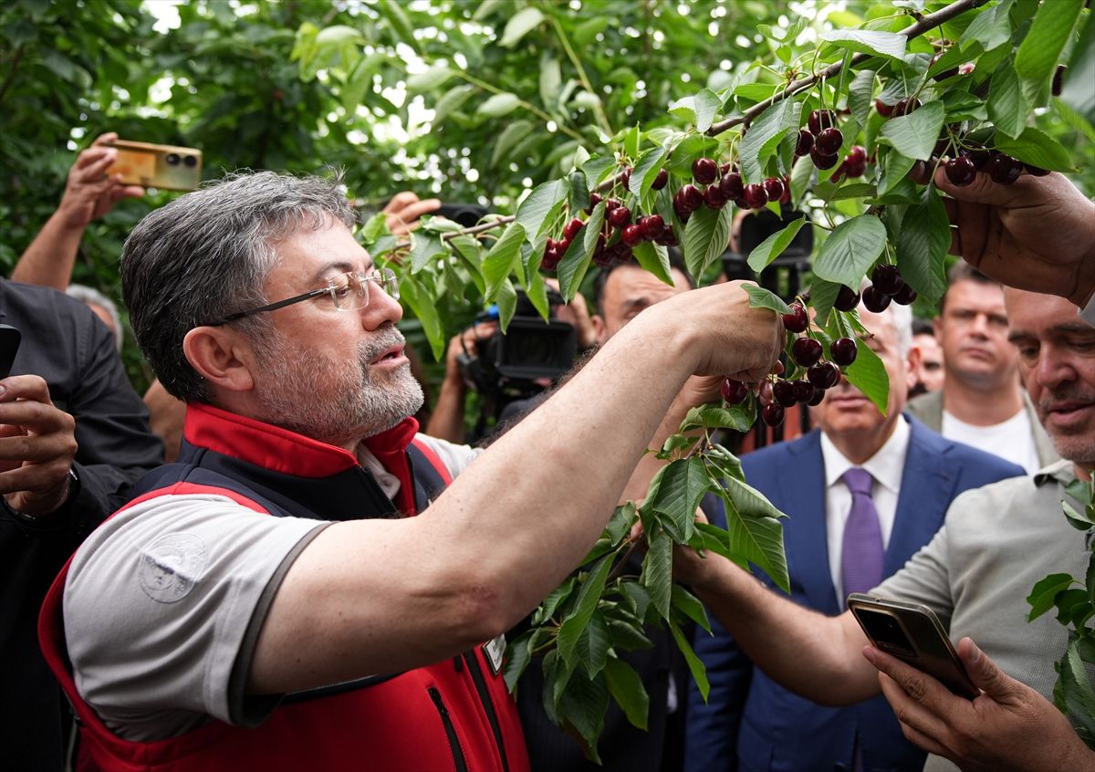 Tarım Bakanı Yumaklı Kiraz Üretiminde Destek Güncellemelerini Açıkladı